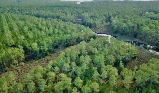 Photo #4 of Lot #28 Sandy Point, Scranton, NC 19.0 acres