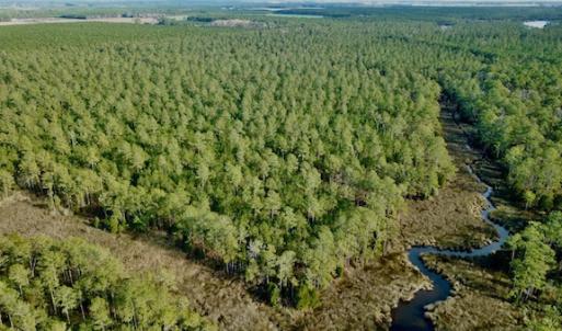 Photo #9 of Lot #28 Sandy Point, Scranton, NC 19.0 acres