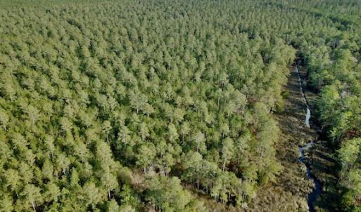 Photo #11 of Lot #28 Sandy Point, Scranton, NC 19.0 acres