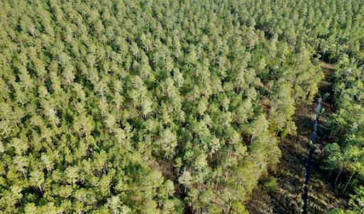 Photo #12 of Lot #28 Sandy Point, Scranton, NC 19.0 acres