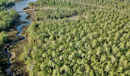 Photo #13 of Lot #28 Sandy Point, Scranton, NC 19.0 acres