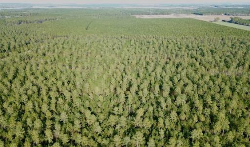 Photo #14 of Lot #28 Sandy Point, Scranton, NC 19.0 acres