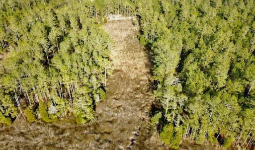 Photo #16 of Lot #28 Sandy Point, Scranton, NC 19.0 acres