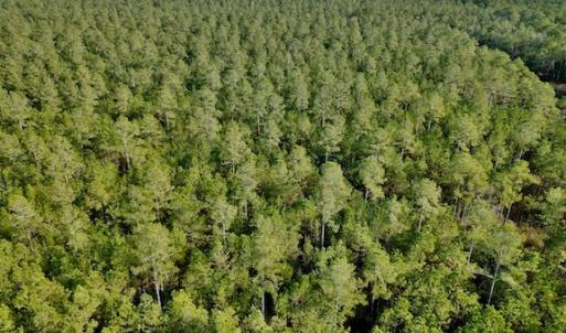 Photo #19 of Lot #28 Sandy Point, Scranton, NC 19.0 acres