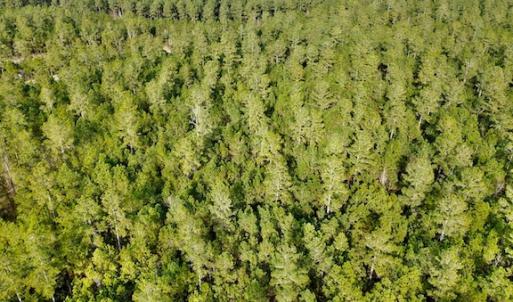 Photo #21 of Lot #28 Sandy Point, Scranton, NC 19.0 acres