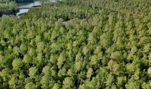Photo #22 of Lot #28 Sandy Point, Scranton, NC 19.0 acres