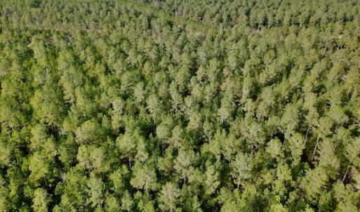 Photo #23 of Lot #28 Sandy Point, Scranton, NC 19.0 acres