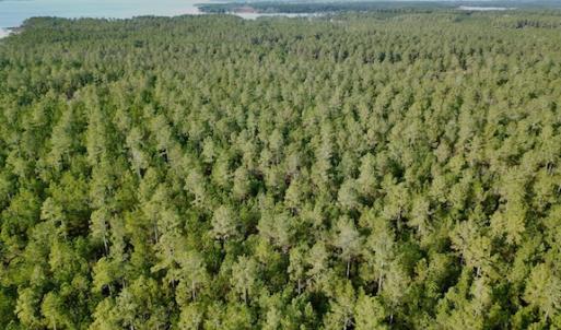 Photo #24 of Lot #28 Sandy Point, Scranton, NC 19.0 acres