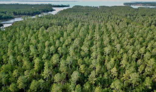 Photo #25 of Lot #28 Sandy Point, Scranton, NC 19.0 acres