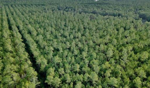 Photo #27 of Lot #28 Sandy Point, Scranton, NC 19.0 acres