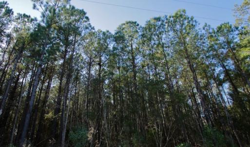 Photo #12 of SOLD property in 1270 Swan Point Road, Bayboro, NC 6.7 acres