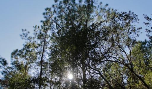 Photo #15 of SOLD property in 1270 Swan Point Road, Bayboro, NC 18.9 acres