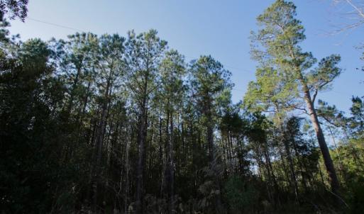 Photo #18 of SOLD property in 1270 Swan Point Road, Bayboro, NC 18.9 acres