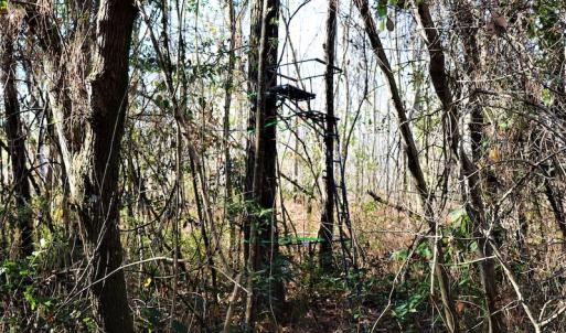Photo #9 of Off Yarborough Road, Parkton, NC 37.9 acres