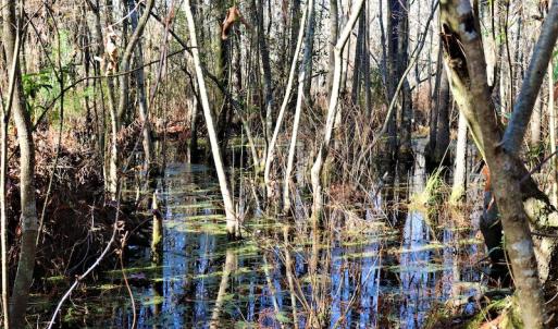 Photo #10 of Off Yarborough Road, Parkton, NC 37.9 acres