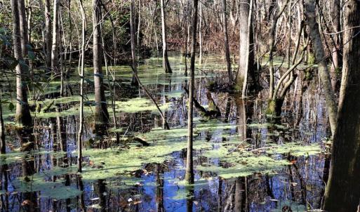 Photo #13 of Off Yarborough Road, Parkton, NC 37.9 acres