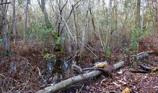 Photo #15 of Off Yarborough Road, Parkton, NC 37.9 acres