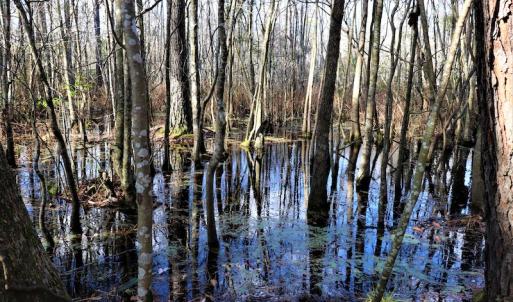 Photo #17 of Off Yarborough Road, Parkton, NC 37.9 acres