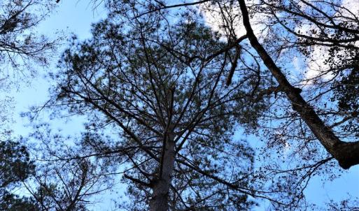 Photo #18 of Off Yarborough Road, Parkton, NC 37.9 acres