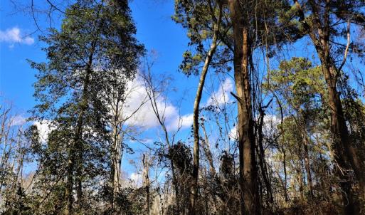 Photo #8 of Off Yarborough Road, Parkton, NC 37.9 acres