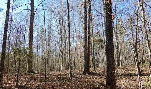 Photo #28 of SOLD property in Off Shelburne Lane, Victoria, VA 30.3 acres