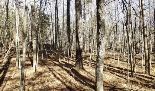 Photo #29 of SOLD property in Off Shelburne Lane, Victoria, VA 30.3 acres