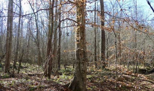 Photo #30 of SOLD property in Off Shelburne Lane, Victoria, VA 30.3 acres