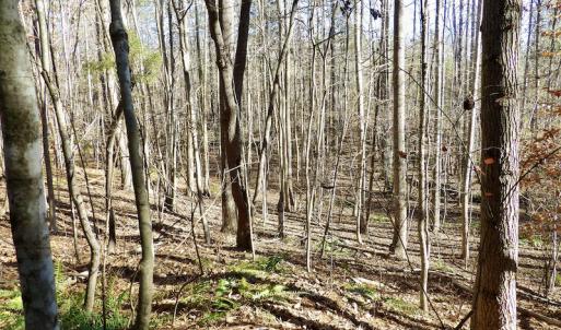 Photo #32 of SOLD property in Off Shelburne Lane, Victoria, VA 30.3 acres