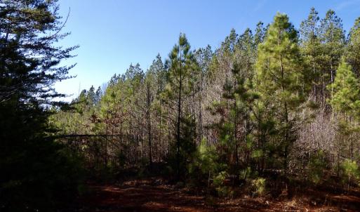 Photo #35 of SOLD property in Off Shelburne Lane, Victoria, VA 30.3 acres