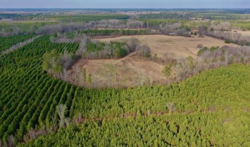 Photo #15 of SOLD property in Off Bolton Road, Rich Square, NC 38.5 acres