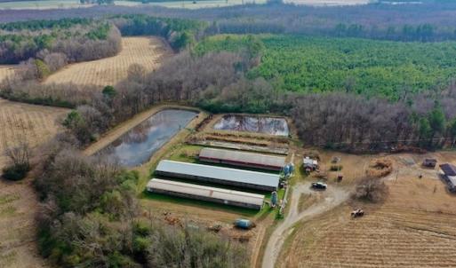 Photo #26 of SOLD property in Off Bolton Road, Rich Square, NC 38.5 acres