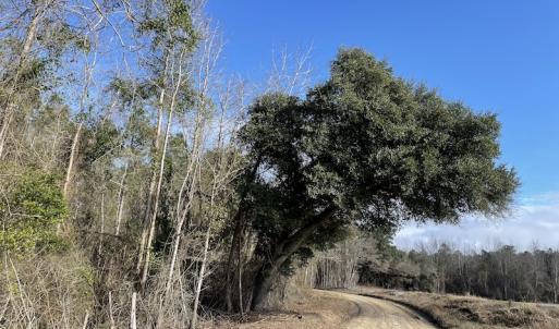 Photo #9 of SOLD property in Off Oliver Road, Dillon, SC 46.0 acres
