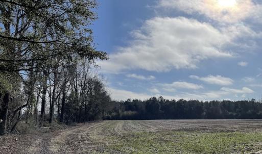 Photo #10 of SOLD property in Off Oliver Road, Dillon, SC 46.0 acres