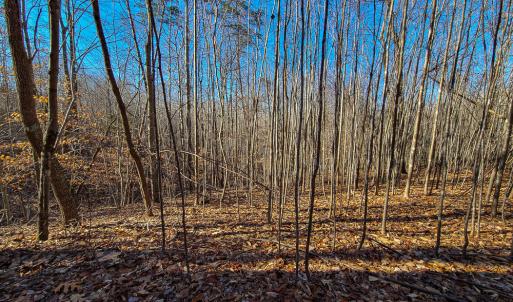 Photo #7 of SOLD property in Off Blue Knob Road, Martinsville, VA 12.5 acres