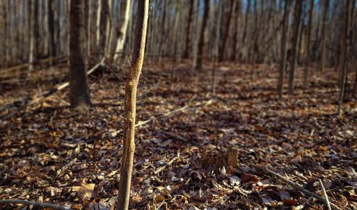 Photo #19 of SOLD property in Off Blue Knob Road, Martinsville, VA 12.5 acres