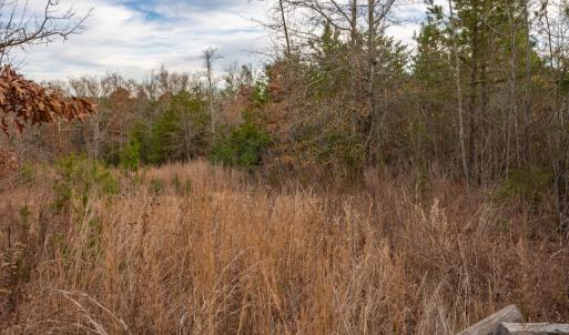 Photo #18 of SOLD property in Off McGees Mill Road, Semora, NC 21.2 acres