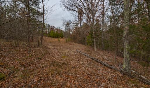 Photo #21 of SOLD property in Off McGees Mill Road, Semora, NC 21.2 acres