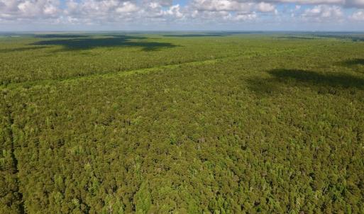 Photo #5 of SOLD property in Off New Lake Road, Belhaven, NC 59.1 acres
