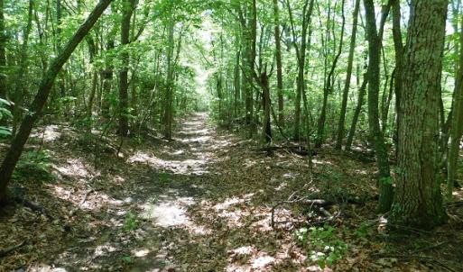 Photo #6 of SOLD property in Off Taylor View Road, Patrick Springs, VA 21.0 acres