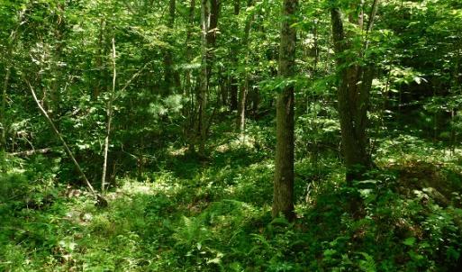 Photo #16 of SOLD property in Off Taylor View Road, Patrick Springs, VA 21.0 acres