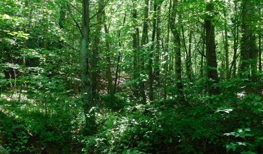 Photo #17 of SOLD property in Off Taylor View Road, Patrick Springs, VA 21.0 acres