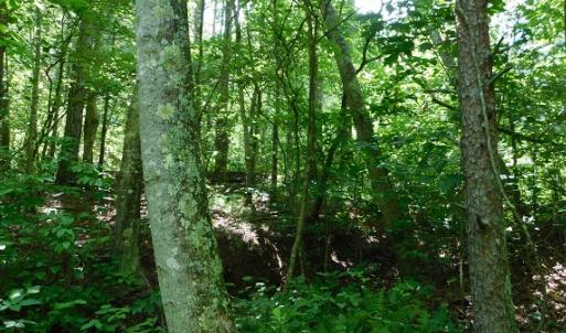 Photo #18 of SOLD property in Off Taylor View Road, Patrick Springs, VA 21.0 acres
