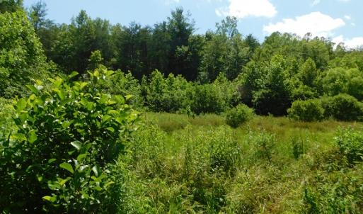 Photo #20 of SOLD property in Off Taylor View Road, Patrick Springs, VA 21.0 acres