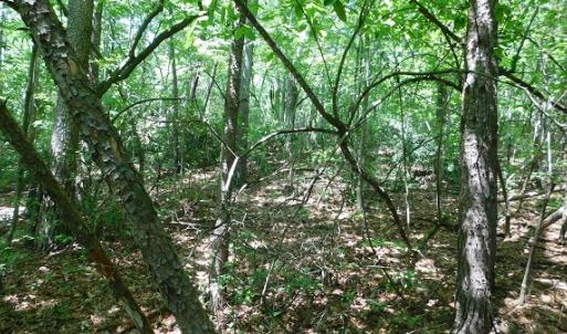 Photo #25 of SOLD property in Off Taylor View Road, Patrick Springs, VA 21.0 acres