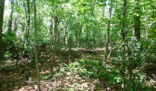 Photo #26 of SOLD property in Off Taylor View Road, Patrick Springs, VA 21.0 acres