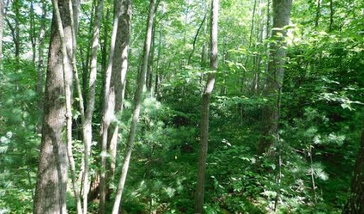 Photo #30 of SOLD property in Off Taylor View Road, Patrick Springs, VA 21.0 acres