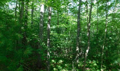 Photo #31 of SOLD property in Off Taylor View Road, Patrick Springs, VA 21.0 acres
