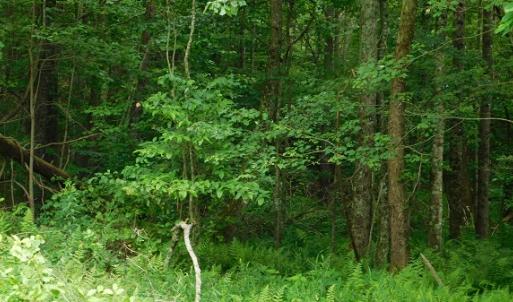 Photo #36 of SOLD property in Off Taylor View Road, Patrick Springs, VA 21.0 acres