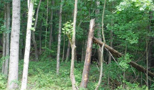 Photo #37 of SOLD property in Off Taylor View Road, Patrick Springs, VA 21.0 acres