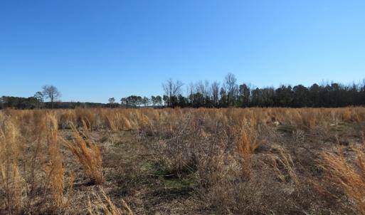 Photo #3 of SOLD property in Off Highway 130 Bypass, Fairmont, NC 10.3 acres